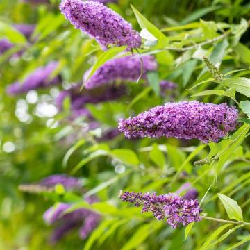 Buddleja dav. 'Nanho Blue'