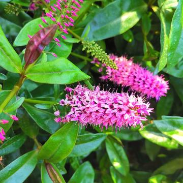 Buddleja dav. 'Pink Delight'
