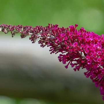 Buddleja dav. 'Royal Red'