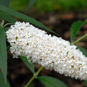 Buddleja dav. 'White Profusion'