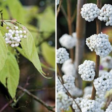 Callicarpa bod. 'Magical Snowqueen'