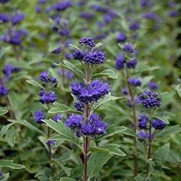 Caryopteris cland. 'Grand Blue'