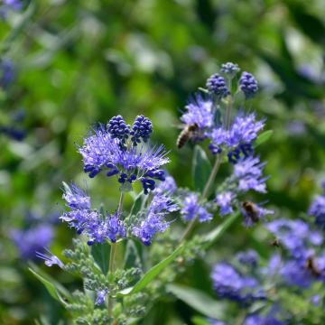 Caryopteris cland. 'Heavenly Blue'
