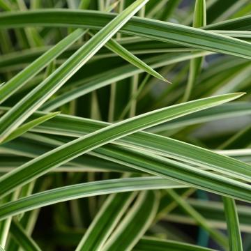 Carex morrowii 'Ice Dance'