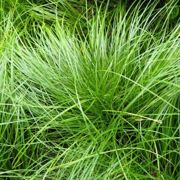 Carex lenta 'Osaka'