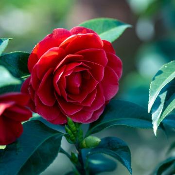 Camellia japonica in soorten