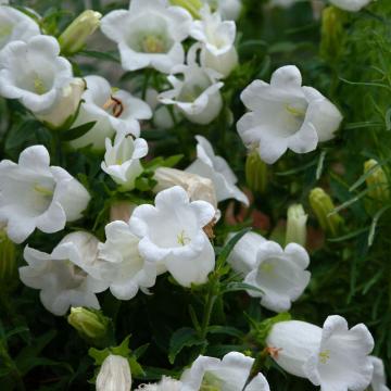 Campanula pers. 'Grandiflora Alba'