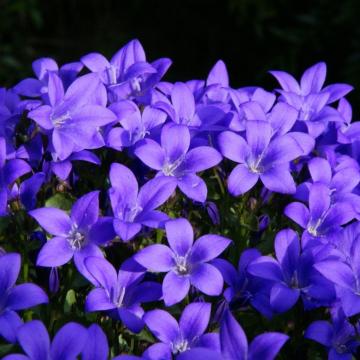 Campanula portenschlagiana