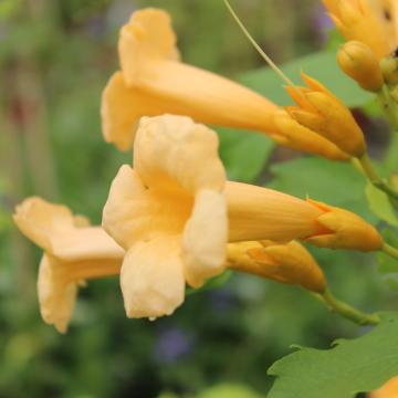 Campsis rad. 'Flava'