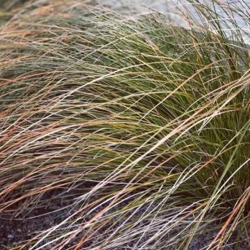 Carex testacea 'Prairie Fire'