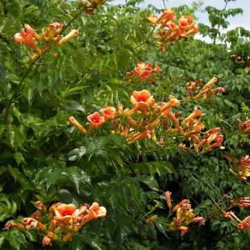 Campsis tagliabuana 'Indian Summer'