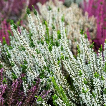 Calluna vulgaris in soorten