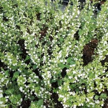 Calamintha nepeta 'White Cloud'