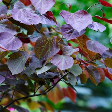 Cercis canadensis