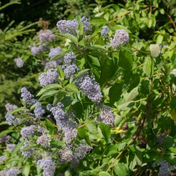 Ceanothus del. 'Gl. de Versailles'