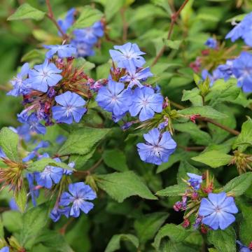 Ceratostigma plumbaginoides