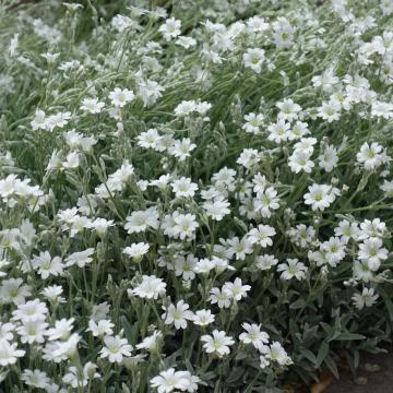Cerastium tomentosum