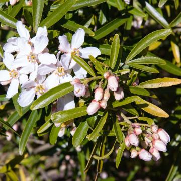Choisya ternata 'Aztec Pearl'
