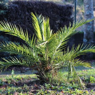 Chamaerops humilis