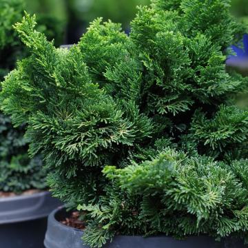 Chamaecyparis obtusa 'Nana'
