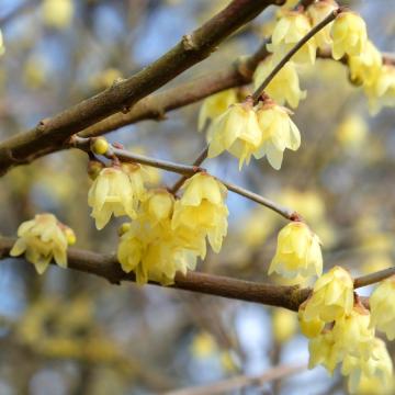 Chimonanthus praecox