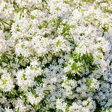 Choisya ternata 'White Dazzler'