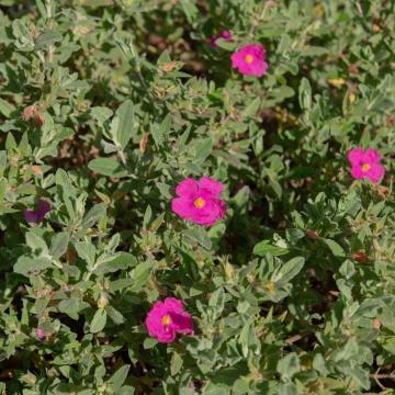 Cistus pulverulentus 'Sunset'