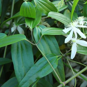Clematis armandii 'Apple Blossom'
