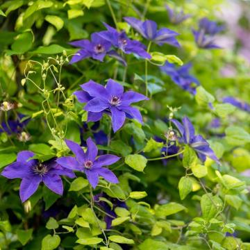 Clematis 'Jackmanii'