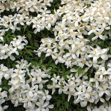 Clematis montana 'Grandiflora'