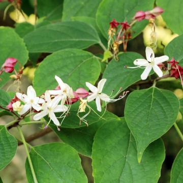 Clerodendrum trichotomum
