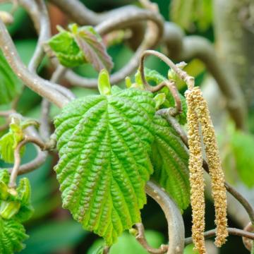 Corylus avellana 'Contorta'
