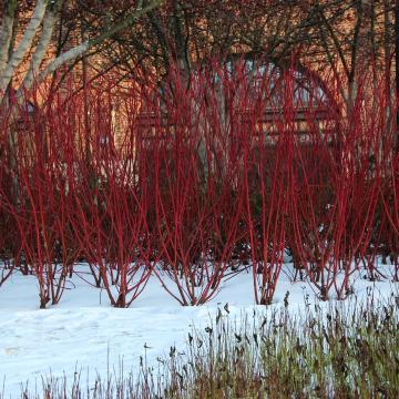 Cornus alba 'Sibirica'
