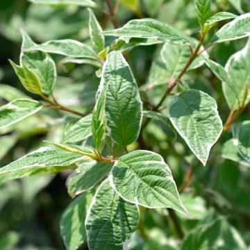 Cornus alba 'Siberica Variegata'