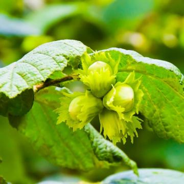 Corylus avellana