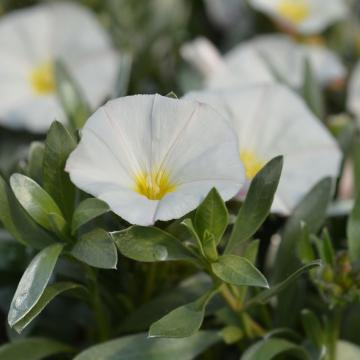 Convolvulus cneorum