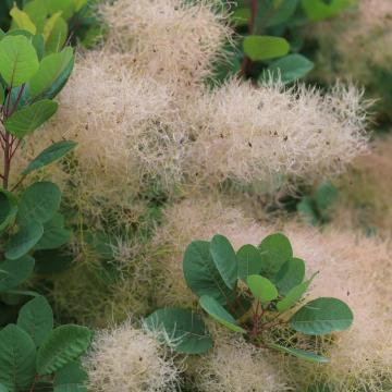 Cotinus coggygria