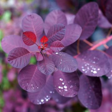 Cotinus cogg. 'Royal Purple'