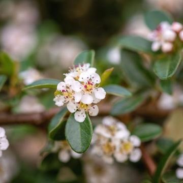 Cotoneaster dammeri