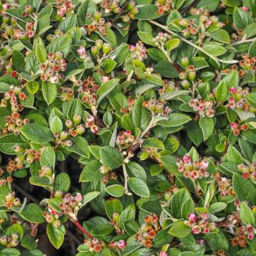 Cotoneaster franchetii