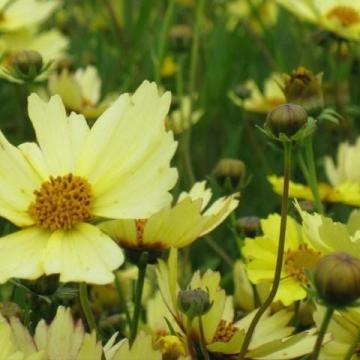 Coreopsis vert. 'Full Moon'