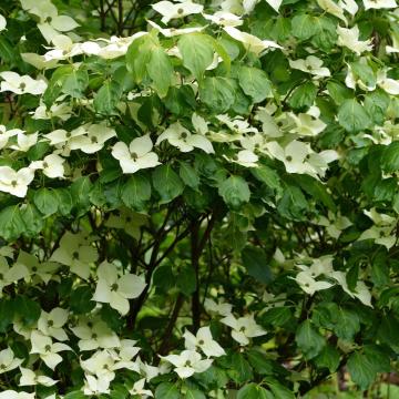 Cornus kousa 'China Girl'