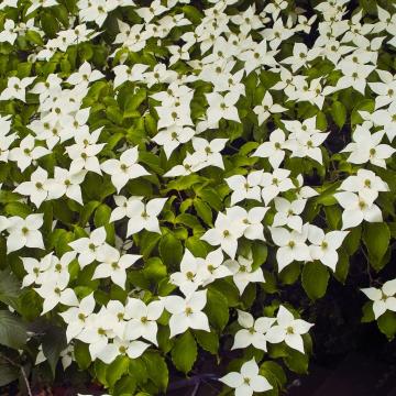 Cornus kousa 'Chinensis'