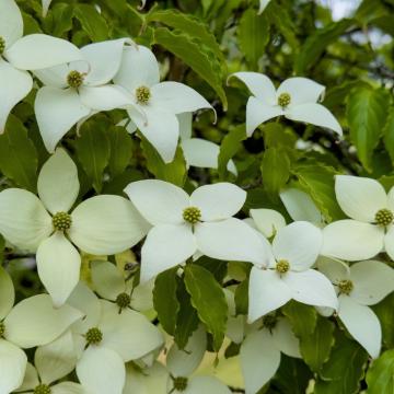 Cornus kousa 'Galilean'