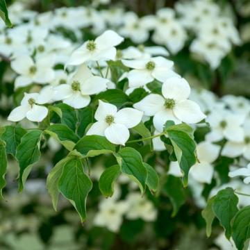 Cornus kousa 'Milky Way'