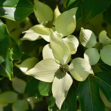 Cornus kousa 'Robert's Select'