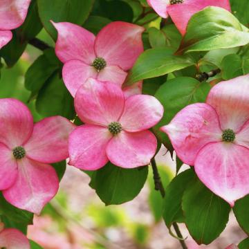Cornus kousa 'Satomi'