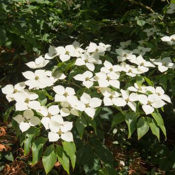 Cornus kousa 'Schmetterling'