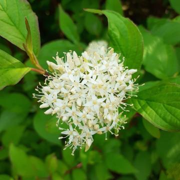 Cornus sericea 'Kelseyi Dwarf'