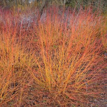 Cornus sanguinea 'Midwinter Fire'
